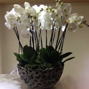 beyaz orkide kocaeli