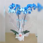 cift-dalli-mavi-orkide göksallar
