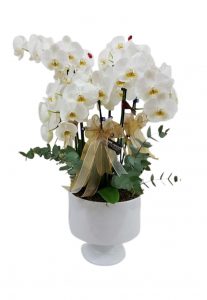 kadehte orkideler