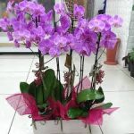 Kocaeli mor orkideler